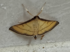 Cnaphalocrocis rutilalis