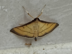 Cnaphalocrocis rutilalis