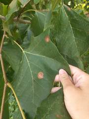 Ectoedemia platanella