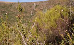 Wahlenbergia neorigida