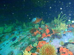 Chrysoblephus laticeps