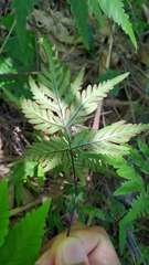 Doryopteris concolor
