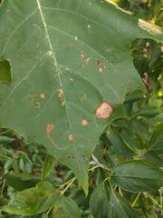 Ectoedemia platanella