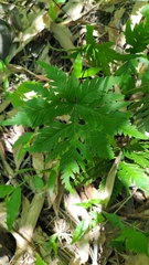 Doryopteris concolor