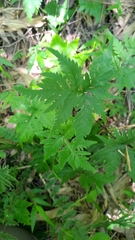Doryopteris concolor