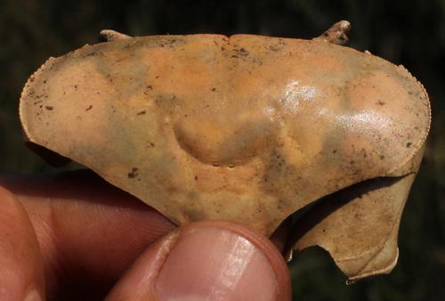 Potamonautes unispinus