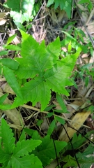 Doryopteris concolor