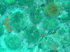 Haliotis midae