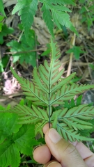 Doryopteris concolor