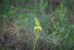 Bulbine glauca