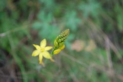 Bulbine glauca