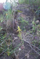 Bulbine glauca
