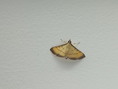 Cnaphalocrocis rutilalis