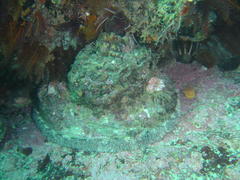 Haliotis midae