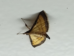 Cnaphalocrocis rutilalis