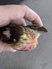 Pheucticus ludovicianus