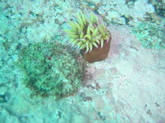 Haliotis midae