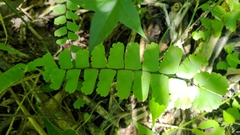 Adiantum meishanianum