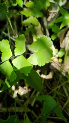 Adiantum meishanianum