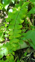 Adiantum meishanianum
