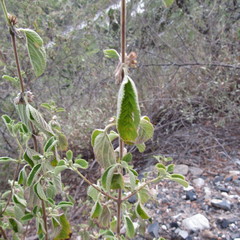 Malvastrum americanum