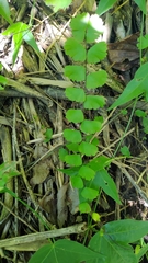 Adiantum meishanianum