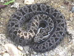 Bitis atropos