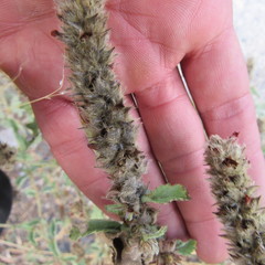 Malvastrum americanum