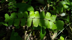 Adiantum meishanianum