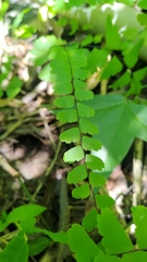 Adiantum meishanianum