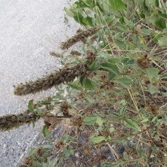 Malvastrum americanum