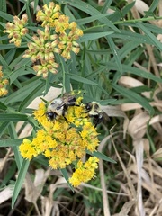 Bombus impatiens