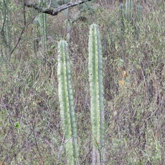Cereus repandus