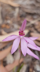 Caladenia hillmanii