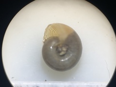 Discus whitneyi
