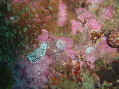 Antiopella longidentata