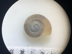 Discus whitneyi