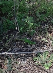Lacerta trilineata