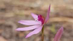 Caladenia hillmanii