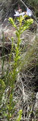 Lobostemon paniculatus