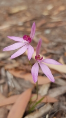 Caladenia hillmanii