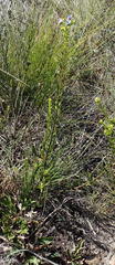 Lobostemon paniculatus