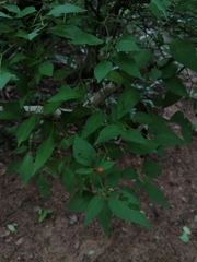 Capsicum annuum glabriusculum