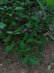 Capsicum annuum glabriusculum