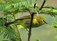 Zosterops virens virens