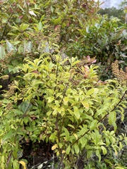 Spiraea alba latifolia