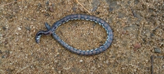 Cylindrophis maculatus