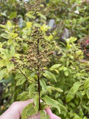 Spiraea alba latifolia