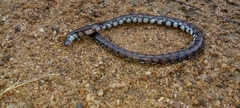 Cylindrophis maculatus