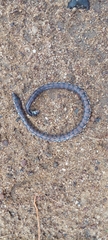 Cylindrophis maculatus